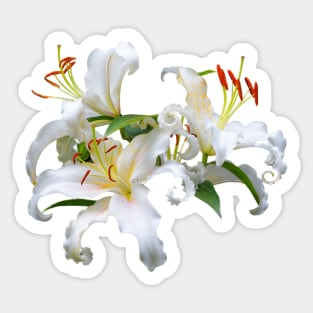 Elegant Casablanca White Oriental Lilies Sticker